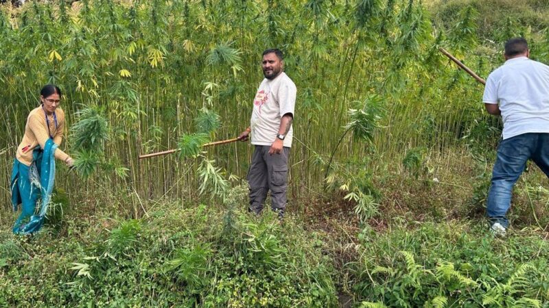 70 नाली में लहलहा रही थी नशे की फसल, पुलिस ने जड़ से उखाड़ी