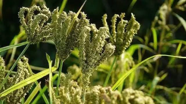 पौड़ी में आज से शुरू हुआ मिलेट्स खरीद अभियान