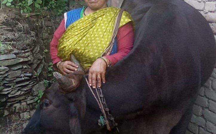 दूध के कारोबार से कमला ने बदली घर की तस्वीर