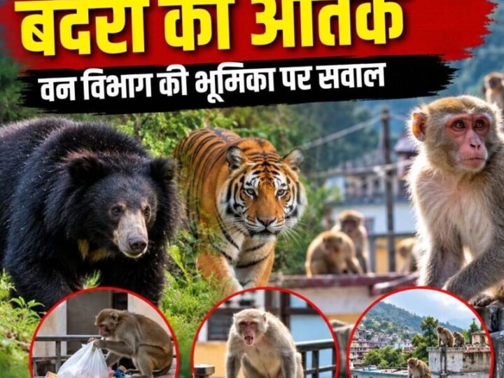 भालू-बाघ के बाद अब बंदरों का आतंक, वन विभाग की भूमिका पर सवाल