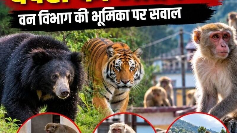 भालू-बाघ के बाद अब बंदरों का आतंक, वन विभाग की भूमिका पर सवाल