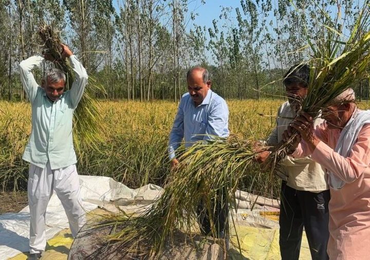 सीडीओ डॉ. ललित नारायण मिश्र ने खेत में की क्रॉप कटिंग, परखी धान की उपज