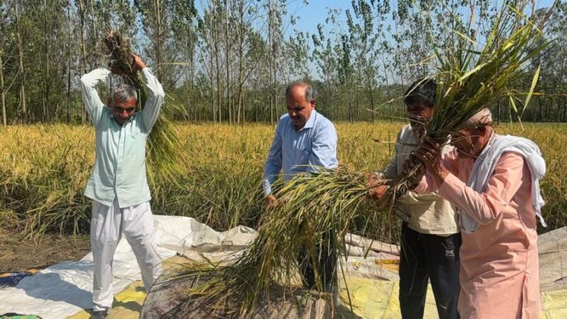 सीडीओ डॉ. ललित नारायण मिश्र ने खेत में की क्रॉप कटिंग, परखी धान की उपज